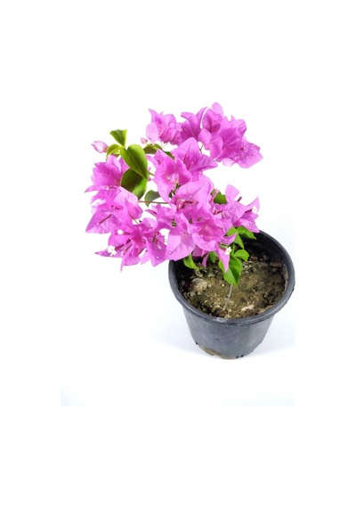 Videolu Mor Begonvil Fidanı Bahçe Balkon Teras Bitkisi 30 60 Cm 1 Adet Saksılı Bougainvillea