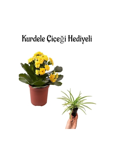 Hediyelik Sarı Renk Kalanşo Kalanchoe Çiçeği Sevgililer Gününe Özel Kurdele Çiçeği Hediyeli