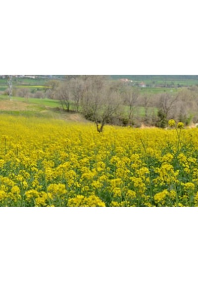 Yem Şalgamı Bitki Tohumu 5 Kg