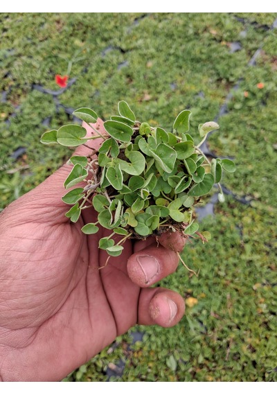 Fare Kulağı Dichondra Repens