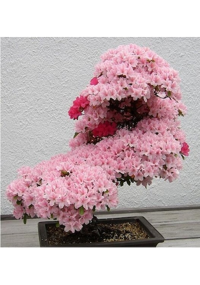 Erguvan Bonzai Ağacı Tohumu 5 Tohum + Bonsai Tohumu