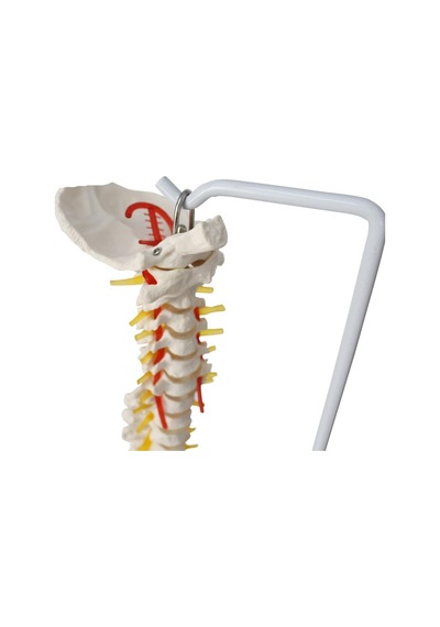 Omurga Maketi 85 CM Model 15