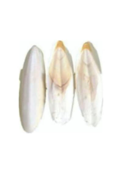 Kalamar Kemiği 100g 2-4 Adet