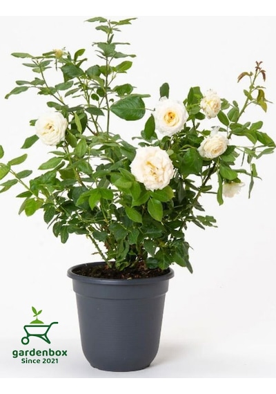 Bahçe Gülü Seti 5 Adet Kokulu Yediveren Gül Kırmızı+pembe+sarı+beyaz+turuncu 30-50cm