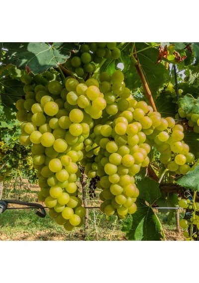 Tüplü Chardonnay Üzüm AsmaBağ Fidanı