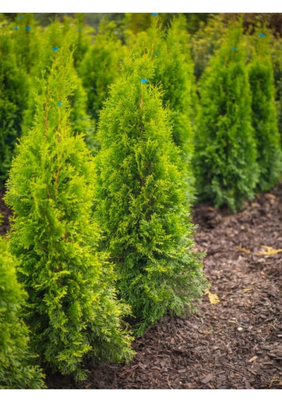 Videolu Mis Kokulu 10 Adet Limon Selvi Fidanı Bahçe Çamı 10-20cm Tüplü Lemon Cypress Tree