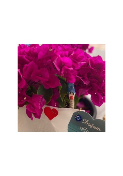 Bodur Begonvil Begonvil Bodrum Begonvili Fidanı 10-20 Cm Pembe