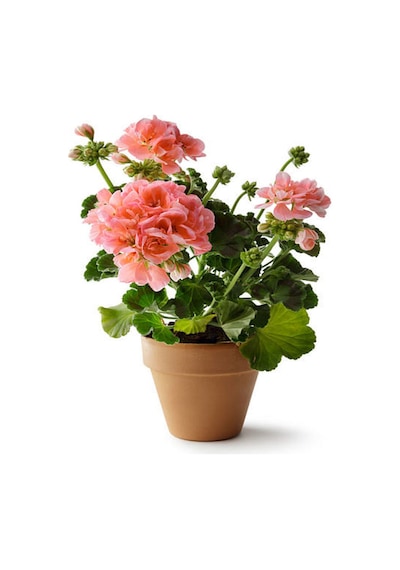 Videolu Açık Pembe Sardunya Çiçeği 30-40 Cm Saksılı Çiçekli Bodur Bitkiler Geranium