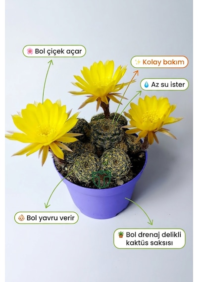 Lobivia Arachnacantha Bol Yavrulu Çiçek Açan Kaktüs 8.5 Cm Saksıda