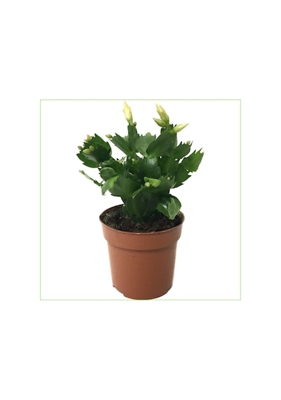 Videolu Sarı Yılbaşı Çiçeği Fidanı 1 Adet Saksılı 10-20cm Iç Mekan Salon Ev Bitkisi Rhipsalidopsis