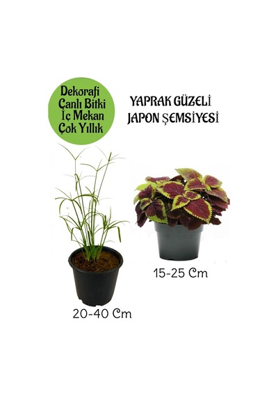 Japon Şemsiyesi 1 Adet Saksılı+ Yaprak Güzeli Çiçeği 1 Adet Saksılı Salon Bitkisi
