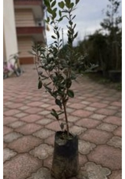 Leylak Fidanı 50 -60 Cm Saksılı/tüplü Dış Mekan Sarmaşık Bitkileri L