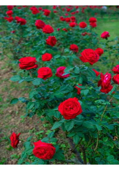 Videolu Yediveren Yoğun Kokulu Kırmızı Renkli 30 50cm 1 Adet Aşılı Gül Red Rose