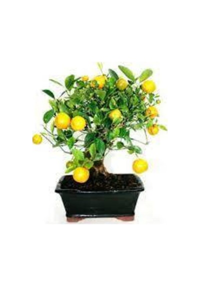 10 Adet Tohum Bodur Bonsai Limon Ağacı Tohumu Italyan Limon Seti Saksı Toprak Sürpriz Hediyeli