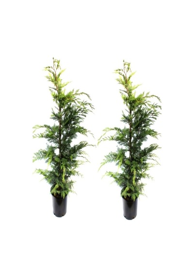 Videolu Leylandi Çam Fidanı 2 Adet Saksılı/ Tüplü 30-60cm Dış Mekan Bitkisi Leylandi Cedar