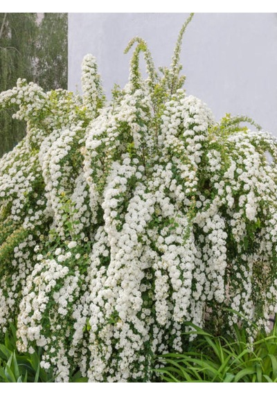 Beyaz Ispirya Çiçeği Fidan 3 Adet Saksılı/ Tüplü 50-70 Cm Bahçe Bitkisi Spirea