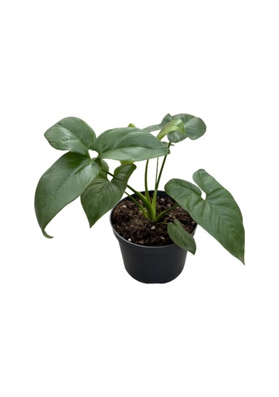 Philodendron 'dino Feet'