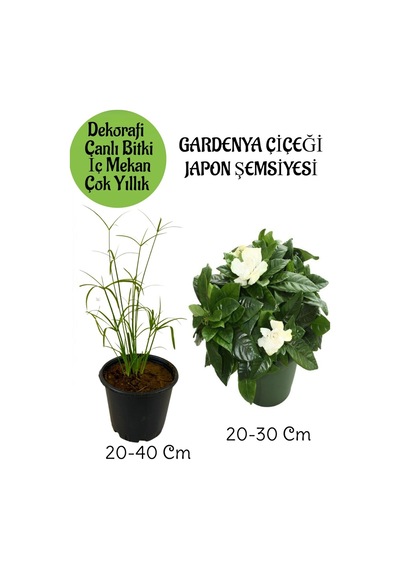 Japon Şemsiyesi 1 Adet Saksılı+kokulu Gardenya Çiçeği 1 Adet Saksılı Salon Seti