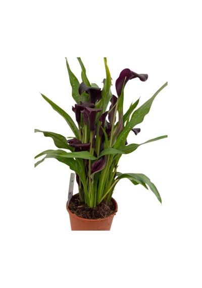 Gala Gelin Çiçeği Bordo 15-25 Cm
