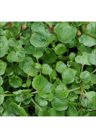 Su Teresi Water Cress Tohumu 40 Tohum
