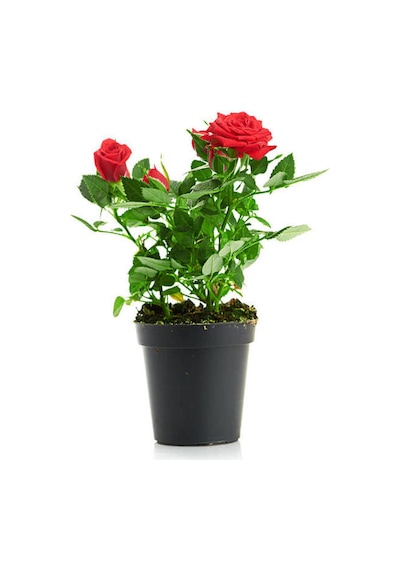 Videolu Kırmızı Gül 2 Adet Saksılı 40-60cm Aşılı Gül Bahçe Bitkisi Red Roses