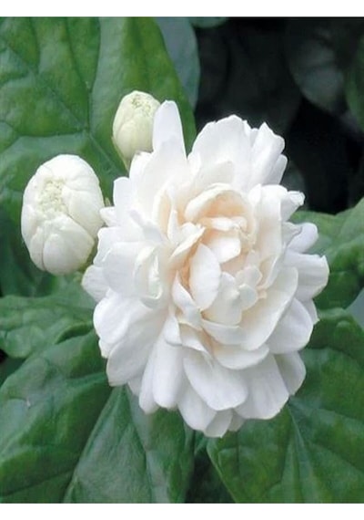 Kokulu Katmerli Ful Yasemin 1 Adet Saksılı 60-80 Cm Bahçe Bitkisi Jasminum Sambac