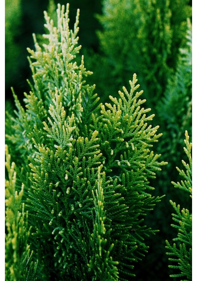 Altuni Mazı Fidanı Thuja Orientalis Aurea Tüplü Herdem Yeşil Bahçe Çit Bitkisi
