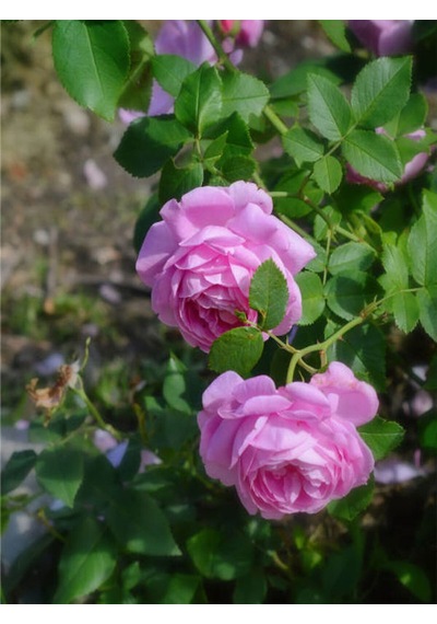 Videolu Pembe Yediveren Kokulu 40 70 Cm 2 Adet Saksılı Aşılı Gül Gül Pink Rose
