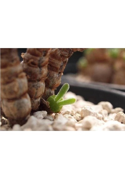 10 Adet Rabbit Ear Shape Rare Succulent Tohumu