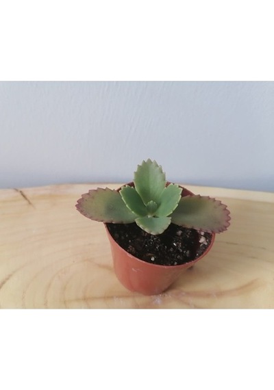Aşkın Gözyaşı - Kalonche Daigremontiana Fidanı 10-20 Cm