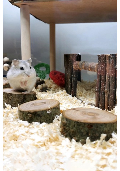 Doğal Ahşap Hamster Platformu 3 Adet, 3 Cm Yükseklik, 5 Cm Çap, Dayanıklı Ve Güvenli