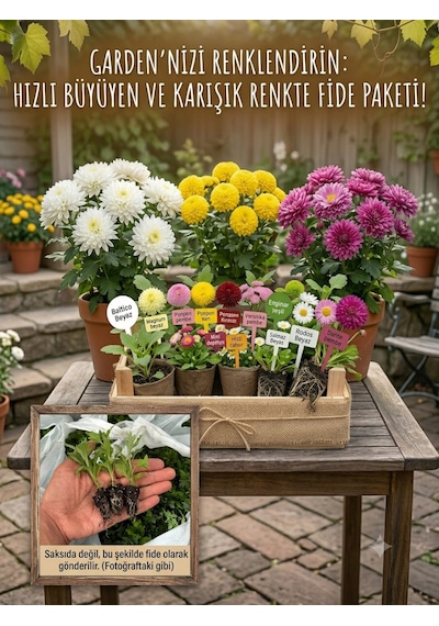 Bahçeniz İçin Kasımpatı Fidesi Karışık Paket - Dayanıklı & Gösterişli