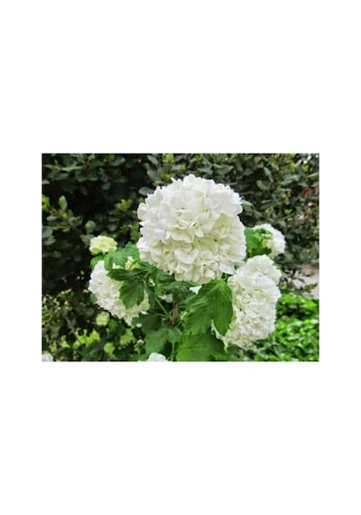 Isparta Gülü Saksılı Kartopu Çiçeği 40-60 Cm