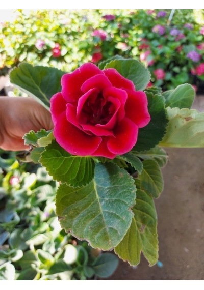 Saksılı Gloksinya Bardak Menekşe ( Pembe Renk ) Gloxsinia