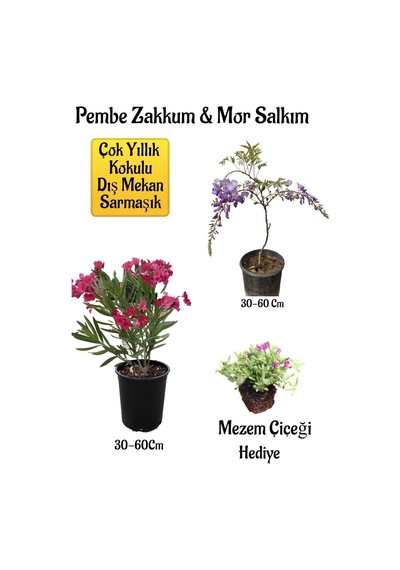 Pembe Zakkum Fidanı+mor Salkım Ağacı Fidanı Mezem Çiçeği Hediyeli Bahçe Peyzaj Seti