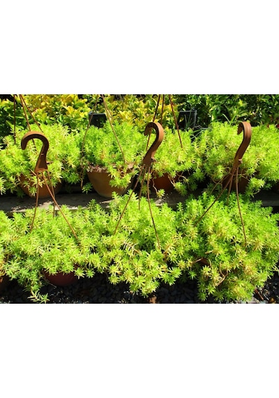 Sarı Sedum 3 Adet - Askılı Dekoratif Saksıda -