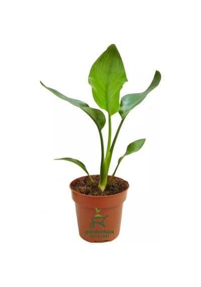 Starliçe Cennet Kuşu Çiçeği 1 Adet Saksılı Mini Boy 15-30cm Strelitzia