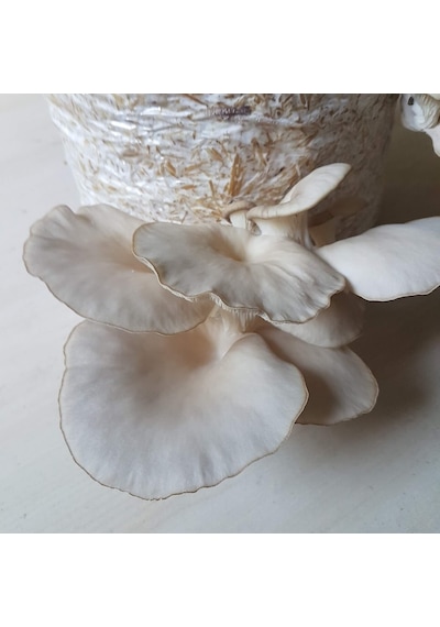 4 Adet 8 Lt 4 Kg Istiridye Mantarı Miseli Tohum Kompostu Mantar Vermeye Hazır Durumda
