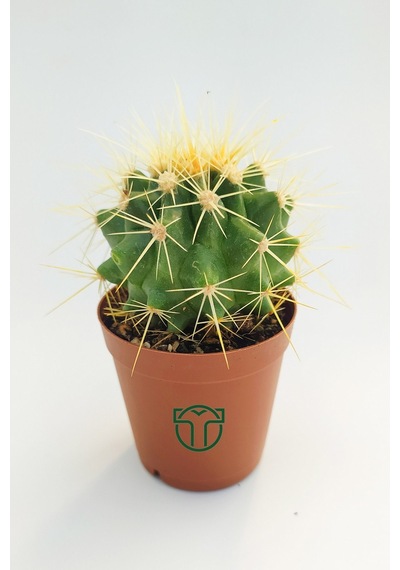 Echinocactus Grusonii Altın Fıçı Kaktüsü 45 Adet 1 Viyol