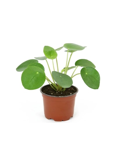 Pilea Peperomioides- Para Bitkisi 12 Cm Saksıda