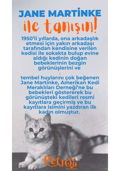 Petjoo 5.Jane Martinke Turuncu-Mavi Qr'lı Kedi Künyesi
