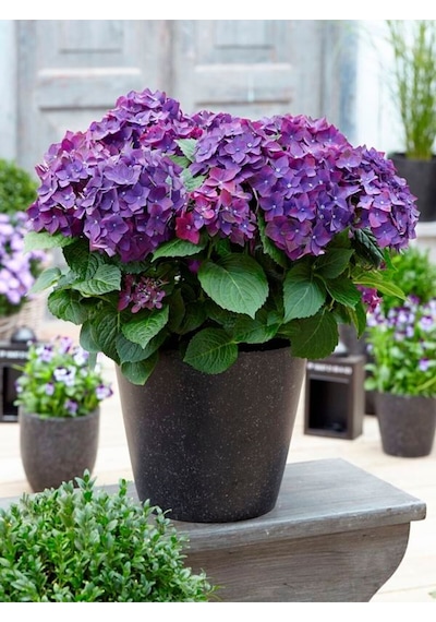 Videolu Eflatun Ortanca Çiçeği 30-50cm 1 Adet Saksılı /tüplü Çiçekli Bodur Bitki Rhododendron