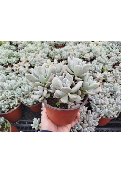 Pachyphytum Oviferum - Büyük Boy Yetişkin Sukulent