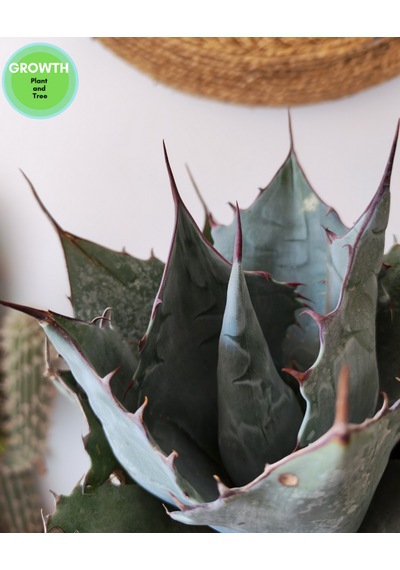 Agave Parryi Turancata 1 Adet