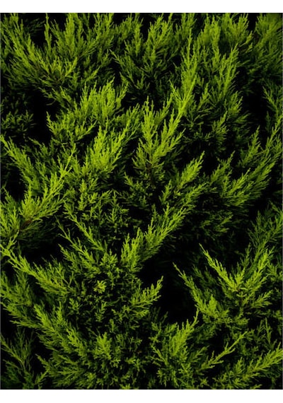 Videolu Kara Servi Mezarlık Servisi 35 45cm 1 Adet Saksılı Dış Mekan Bitkisi Cupressus Sempervirens