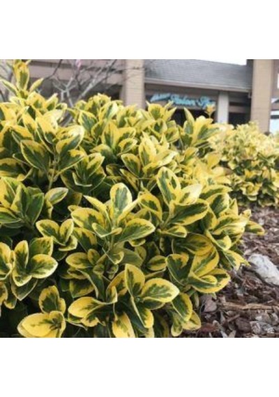Gold Taflan Fidanı Euonymus Japonicus 'aureomarginatus' - 2 ...
