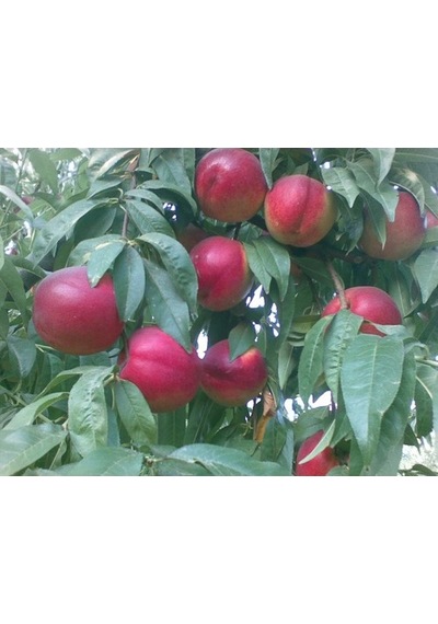 Tüplü Fidan Sweet Lady Nektarin Fidanı