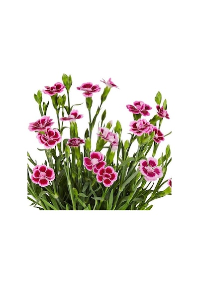 Çin Karanfili Dianthus Sinensis Pembe 5 Adet