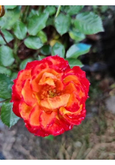Mumyalı Turuncu Gül Fidanı 1 Adet 50-80 Cm Saksılı Aşılı Gül Orange Rose