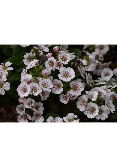 Bahar Yıldızı Gysophila Elegans